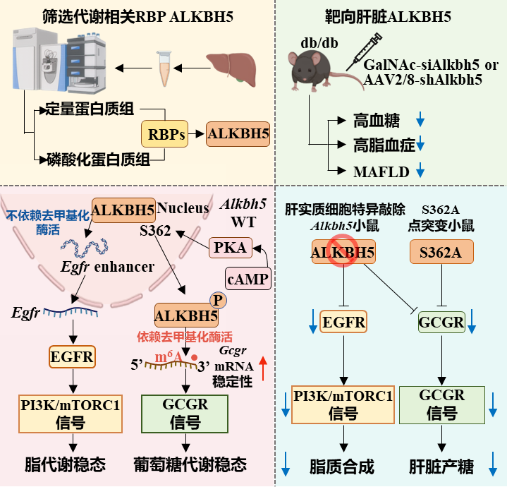 《科学》发文揭示糖脂代谢稳态整合调控的新机制
